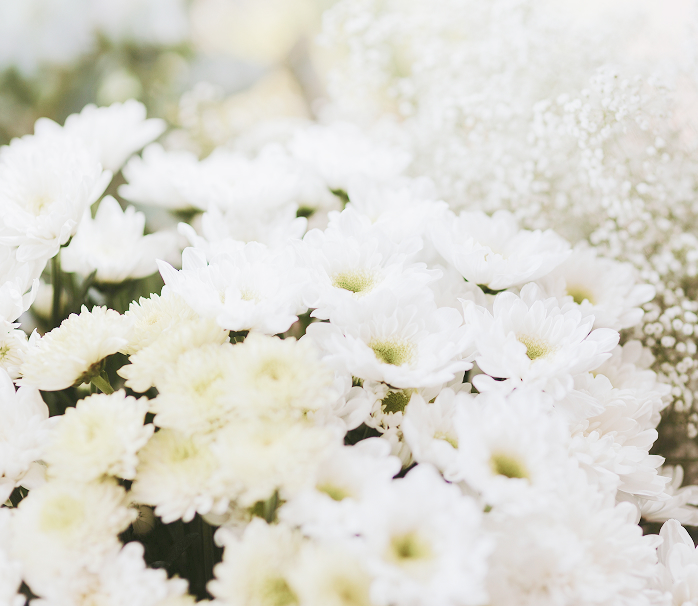 白い菊の花のクローズアップ写真